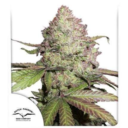 CBD Auto Charlotte’s Angel® - fem. a samonakvétací semena 7 ks Dutch Passion