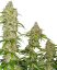 Banana Kush Cake - feminisierte Samen 10 Stück Sensi Seeds