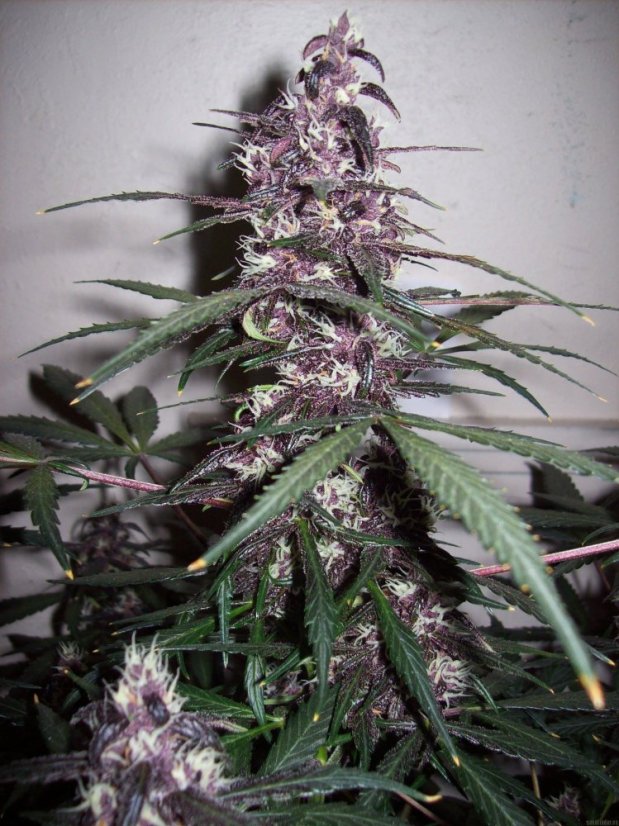 Bloody Skunk Auto - samonakvitacie semienka 3 ks Sweet Seeds