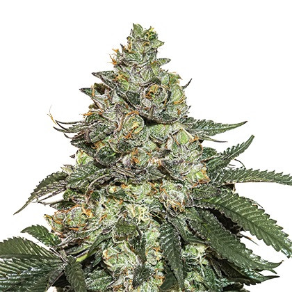 Girl Scout Cookies samonakvétací semena 3 ks Seedstockers