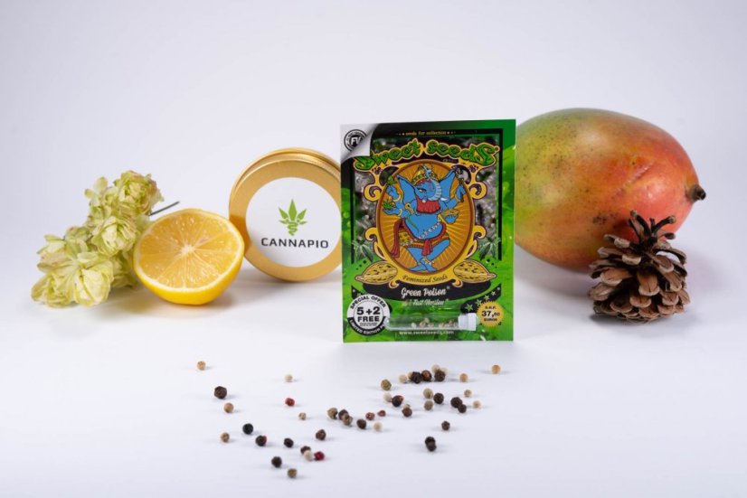 Green Poison Fast Version - feminizované semienka 10ks Sweet Seeds