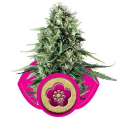 Power Flower - feminizovaná semínka 3 ks Royal Queen Seeds