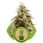 Royal Jack Automatic - feminized And autoflowering seeds 3 pcs Royal Queen Seeds