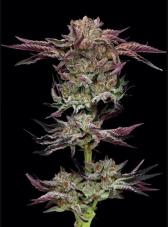 Humboldt Seed Company Jelly Donutz Auto autoflowering semena