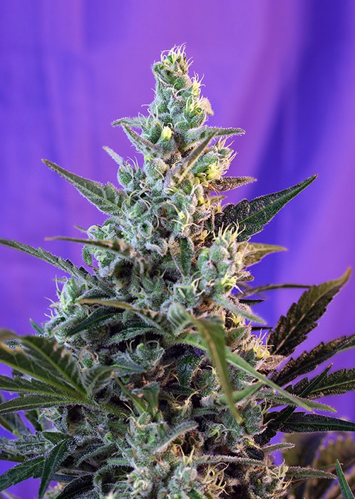 Sweet Skunk Auto – 5 ks autoflowering semien Sweet Seeds
