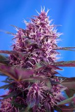 Red Poison Auto - fem. And autocoque seeds 10pcs of Sweet Seeds