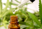 Phoenix Tears: Natural Hemp Extract and Its Effects