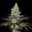 Somango XL - nasiona feminizowane 3 szt Royal Queen Seeds