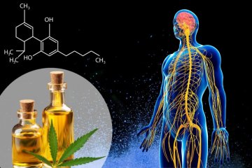 DER WEG DES CBD-ÖLS DURCH DEN KÖRPER: WAS PASSIERT NACH DER EINNAHME?