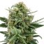 Royal Dwarf - feminizované a samonakvitacie semínka 3ks Royal Queen Seeds