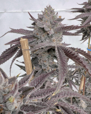 Solfire Gardens Poppin Bottlez feminizovaná semena