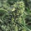 Master Kush - feminizovaná semínka 3ks Humboldt