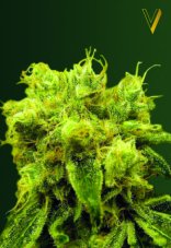 Victory Seeds Blow Dream feminized seeds