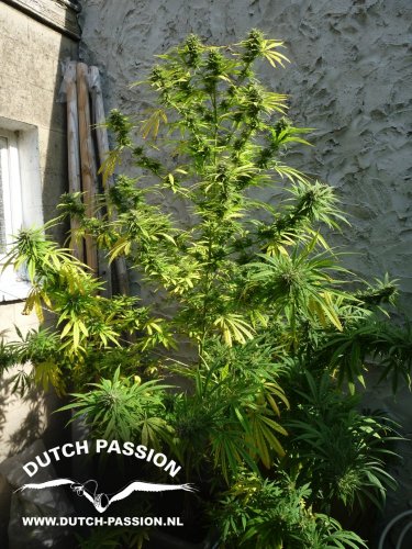 Pamir Gold - feminizowane nasiona 3ks Dutch Passion