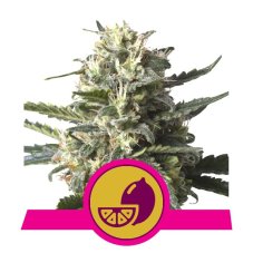 Lemon Shining Silver Haze - feminizovaná semienka 5ks Royal Queen Seeds