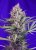 Cream Mandarine Fast Version - Feminized Seeds 10pcs Sweet Seeds