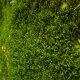 Researchers have discovered a rare moss containing THC-like substances