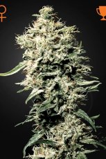 White Rhino - seeds 5pcs feminized seeds Green House Seeds