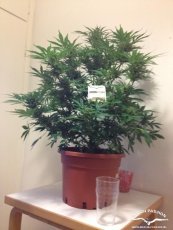PolarLight  3®- autoflowering semienka 7ks Dutch Passion