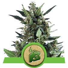 Blue Cheese - fem. und selbstblühende Samen 10 Stück Royal Queen Seeds