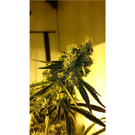 Critical Kush – feminizovaná semena 3 ks Barney´s Farms