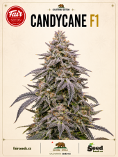 Fair Seeds Candycane F1 nasiona feminizowane
