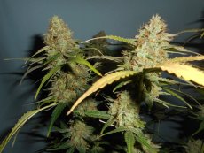 Amnesia samonakvétací semena 5 ks Seedstockers