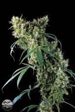 Super Silver Haze 10 ks feminizované semienka Dinafem
