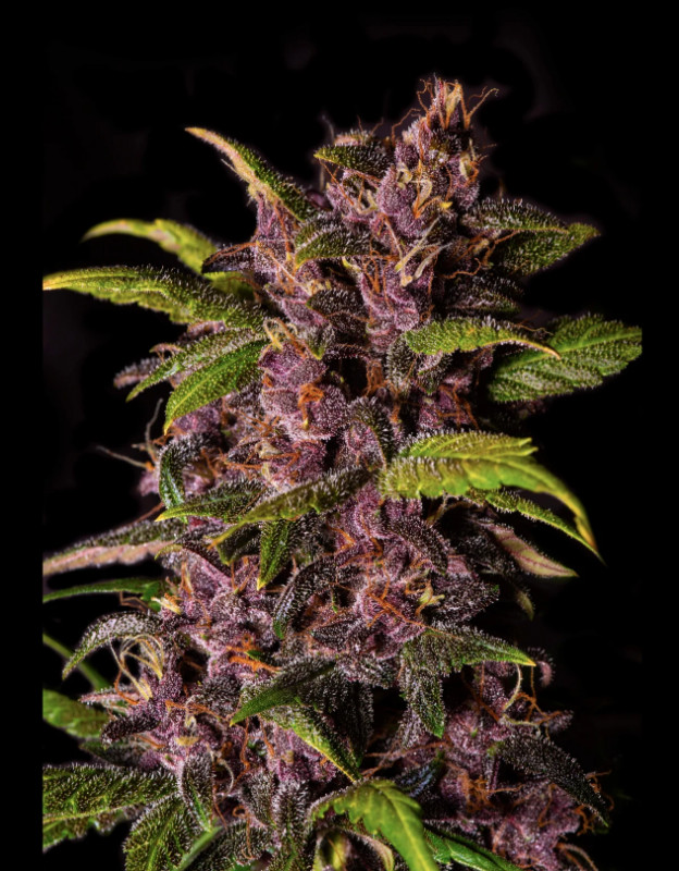 Crystal Meth Auto - samonakvétací semena marihuany 10 ks Fast Buds