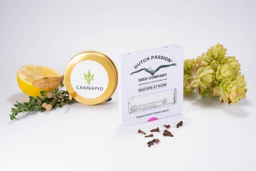 CBD Charlotte’s Angel® - feminizovaná semínka 3 ks Dutch Passion