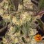 Runtz Muffin - feminizovaná semena marihuany 5 ks Barney´s Farm
