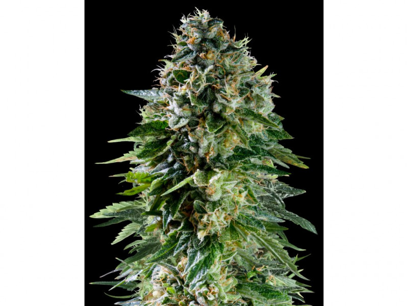 Corkscrew Auto - autoflowering 3ks Royal Queen Seeds x Mike Tyson