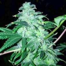 Cali Connection 22 feminized seeds
