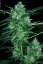 Auto White Berry - feminizovaná a samonakvétací semínka 3ks Paradise Seeds