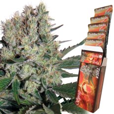 Syrop auto - feminizowane nasiona, 3 szt., Buddha Seeds