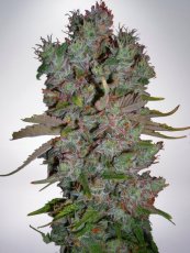 Auto Bluebery Domina - feminized And autoflowering seeds 5 pcs Ministry Of Cannabis