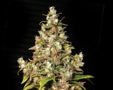 Monster – 3ks feminizovaná semínka Eva Seeds