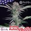 Buddha Auto Zkitt, 10 pcs, Buddha Seeds