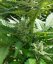 Sweet Chesse Auto – 3 ks autoflowering semien Sweet Seeds