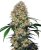 Sensi Amnesia XXL Automatic - самоцъфтящи семена от канабис 5 броя, Sensi Seeds