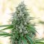 Critical Mango - feminizované semená 5ks, Silent Seeds