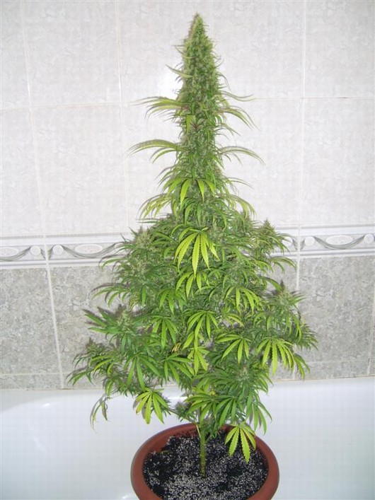 Early Girl - semínka 10 ks standardizovaná Sensi Seeds