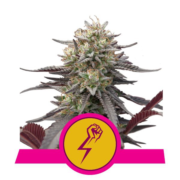 Green Crack Punch - semi femminizzati 3 pz Royal Queen Seeds