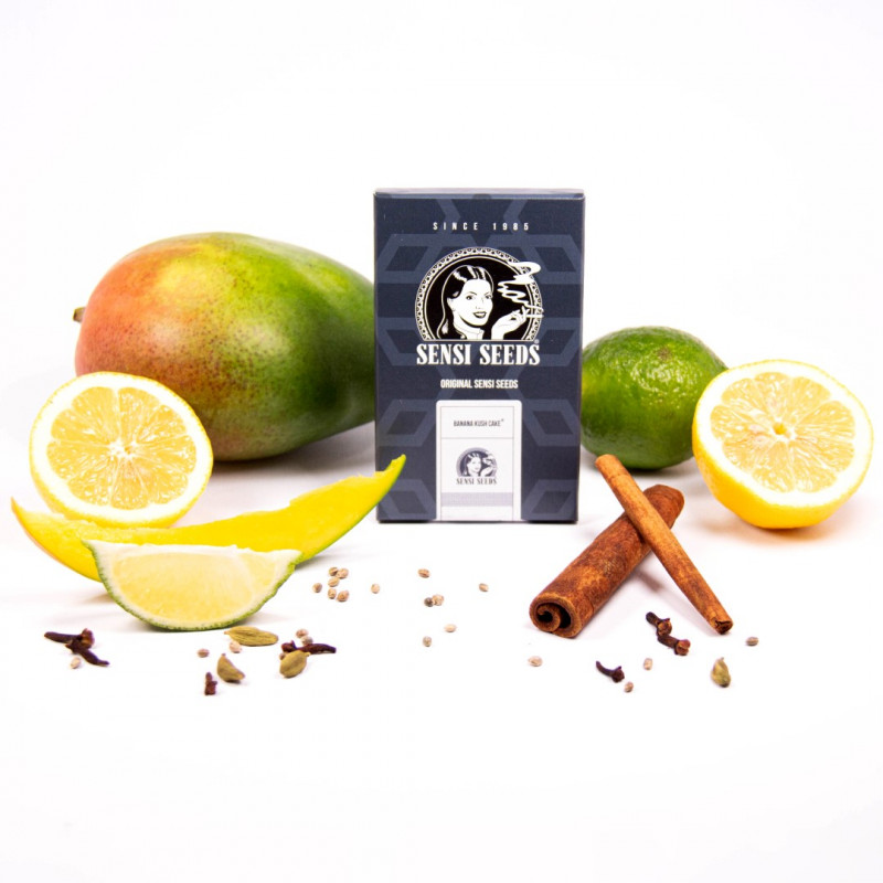 Banana Kush Cake Automatic - semillas autoflorecientes 10 uds Sensi Seeds