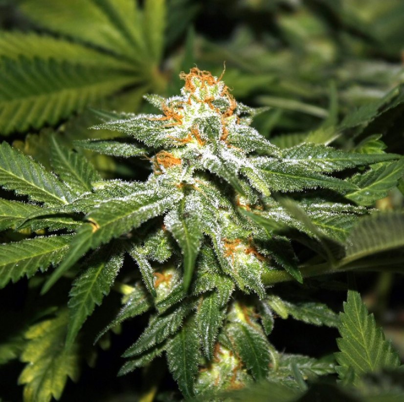Hindu Kush - semínka 10 ks standardizovaná Sensi Seeds