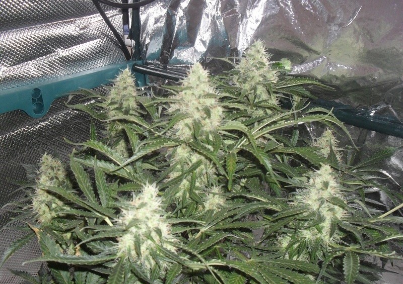 Royal Creamatic - semințe autofloritoare 3pcs Royal Queen Seeds