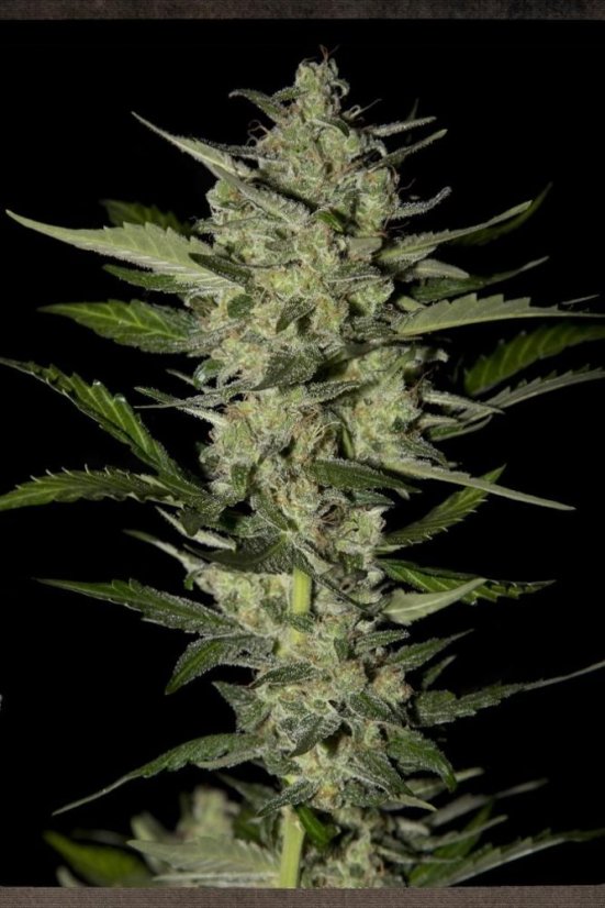 Flowerbomb Kush - 5st gefeminiseerde zaden Strain Hunters