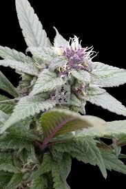 Royal Bluematic - autoflowering zaden 10st Royal Queen zaden