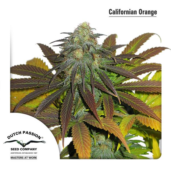 Arancia californiana - semi femminizzati 10 pz Dutch Passion