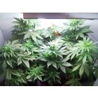 Vertigo - gefeminiseerde en autoflowering zaden 5st Paradise Seeds